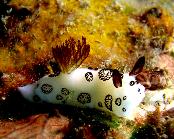 Nudibranch